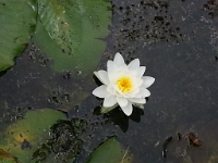 Jardin botanique